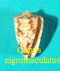 Conus nigromaculatus, Rockel & Moolenbeek 1992